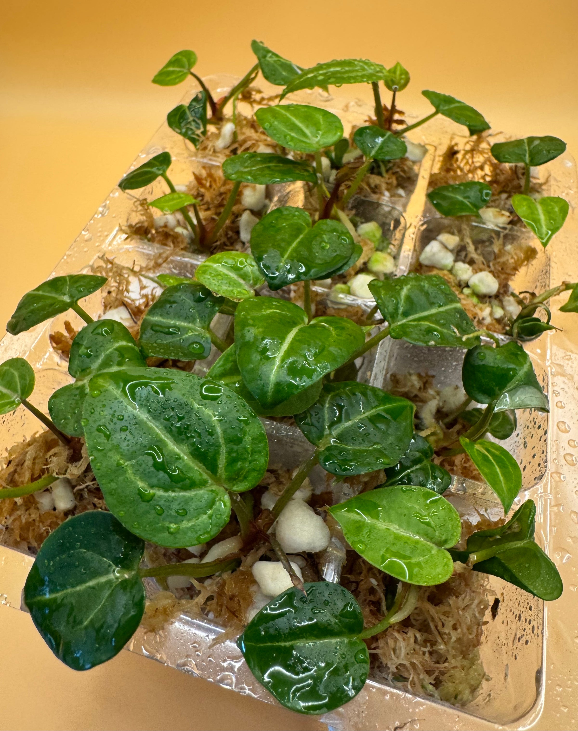 その他観葉植物 Anthurium Michelle x Wonderboy Anthurium Wonderboy X Michelle Starter Plant (ALL STARTER